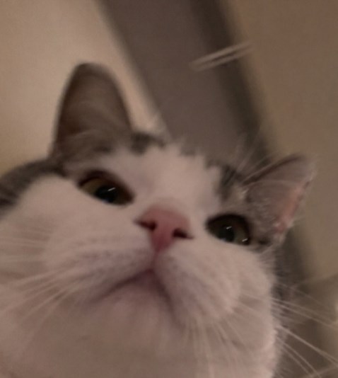 Miow